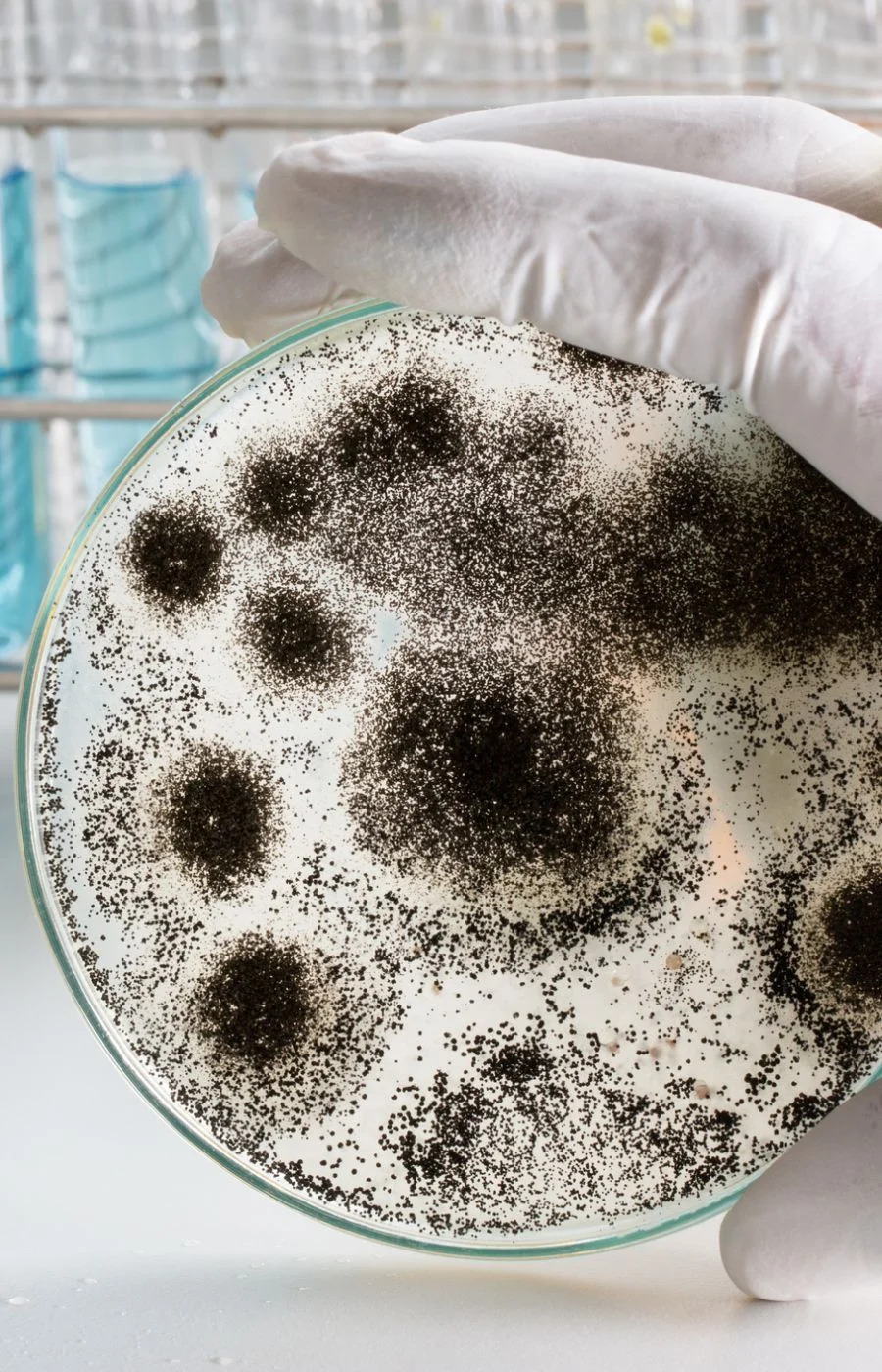 Professional mould inspector examining property for mould growth