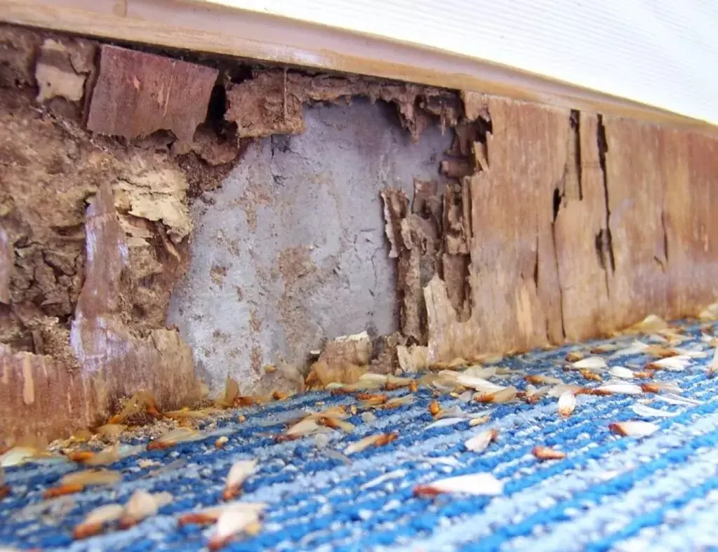 Termite damage in the timber framing of an Australian home