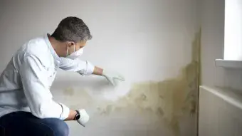 Mould Inspections