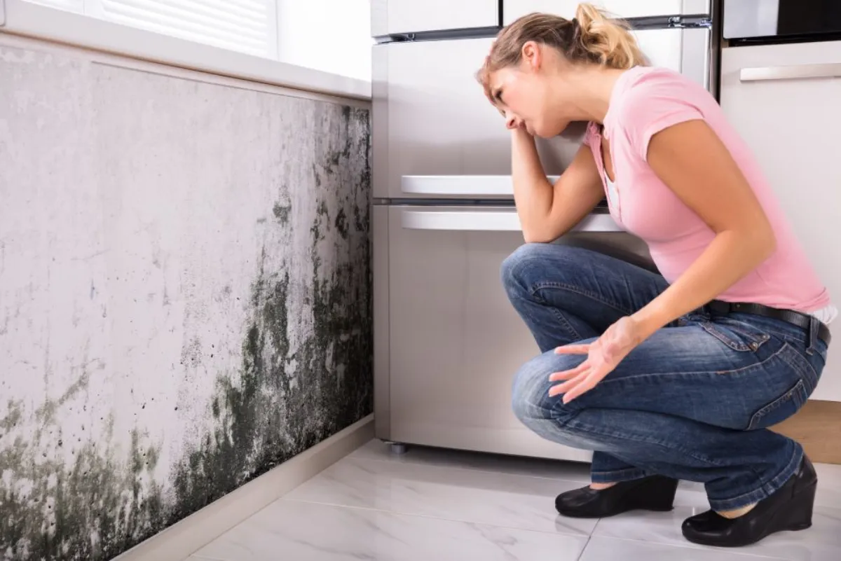 Understanding Mould Inspection Reports: A Buyer's Guide